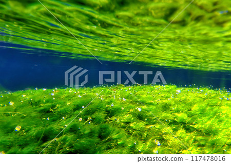 Samaei Jizo River Plum Blossom Algae Waterscape ① 117478016