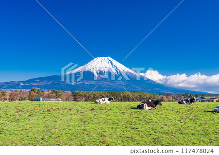 [Shizuoka Prefecture] Asagiri Plateau Ranch and Mt. Fuji 117478024