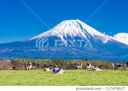 [靜岡縣]朝霧高原牧場與富士山 117478027