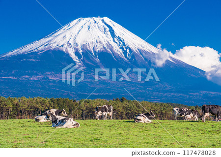 [靜岡縣]朝霧高原牧場與富士山 117478028