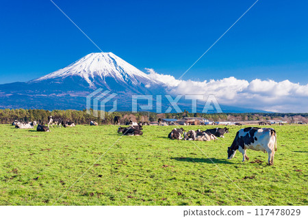 [Shizuoka Prefecture] Asagiri Plateau Ranch and Mt. Fuji 117478029