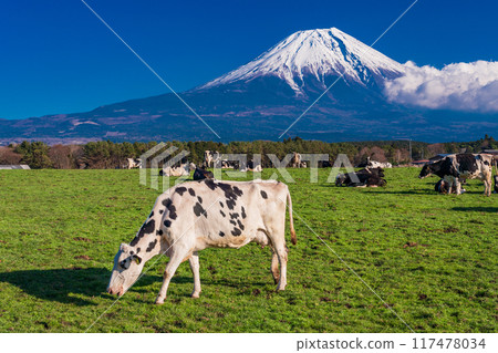 [靜岡縣]朝霧高原牧場與富士山 117478034
