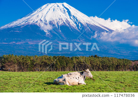 [Shizuoka Prefecture] Asagiri Plateau Ranch and Mt. Fuji 117478036