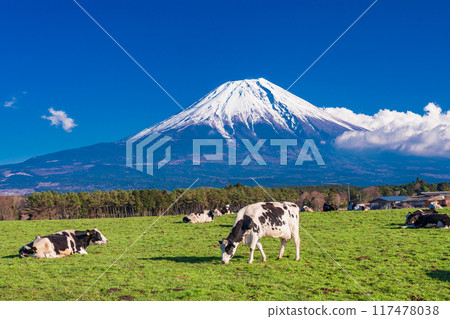 [Shizuoka Prefecture] Asagiri Plateau Ranch and Mt. Fuji 117478038