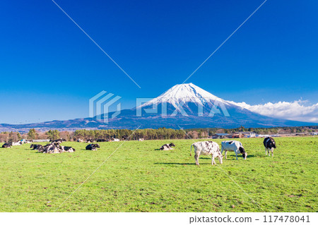 [靜岡縣]朝霧高原牧場與富士山 117478041