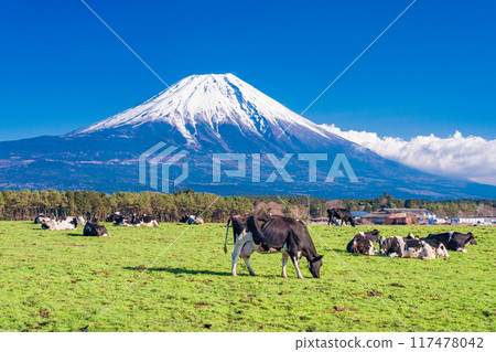 [Shizuoka Prefecture] Asagiri Plateau Ranch and Mt. Fuji 117478042