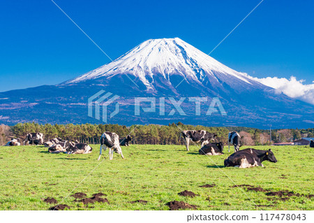 [Shizuoka Prefecture] Asagiri Plateau Ranch and Mt. Fuji 117478043