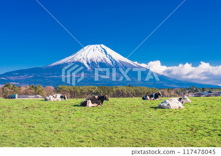 [Shizuoka Prefecture] Asagiri Plateau Ranch and Mt. Fuji 117478045