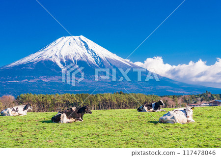 [Shizuoka Prefecture] Asagiri Plateau Ranch and Mt. Fuji 117478046