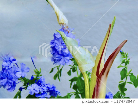 Seek coolness in midsummer flowers. 117478047