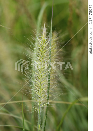 Fountain Grass Hameln Fountain Grass Hameln 117478075