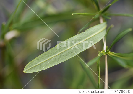St Johns wort Gemo 117478098