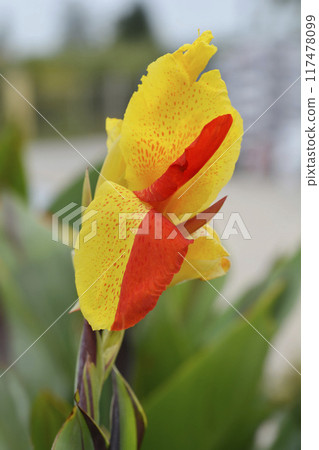 Canna lily Cleopatra Canna lily Cleopatra 117478099