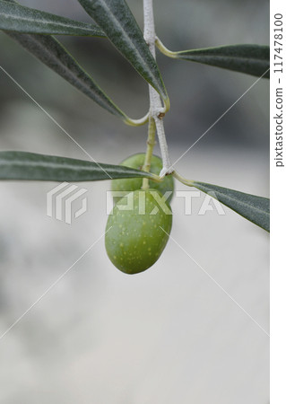 Common olive 117478100