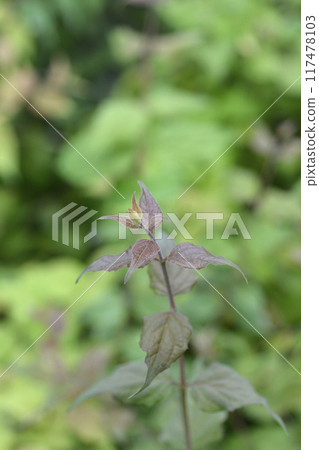Beauty bush Pink Cloud 117478103