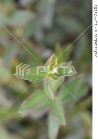 St. Johns wort Tricolor 117478105