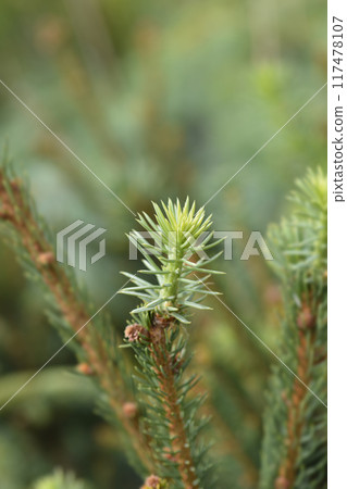 Cupressina Norway spruce 117478107