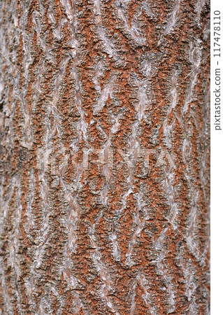 Empress tree Empress tree 117478110