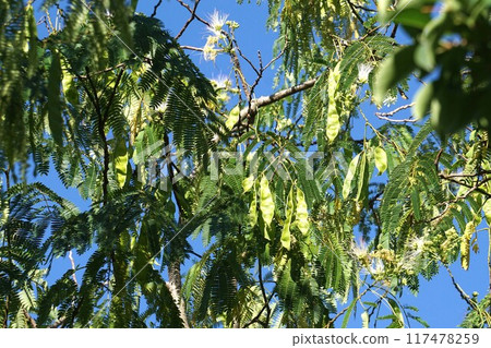Young seeds of an alnus Young seeds of an alnus 117478259