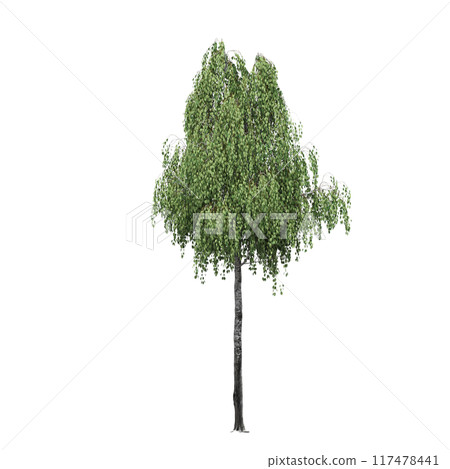 deciduous tree, isolate on a transparent background, 3d illustration deciduous tree, isolate on a transparent background, 3d illustration 117478441