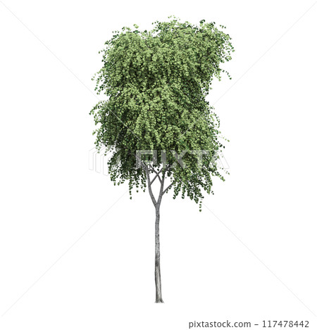 deciduous tree, isolate on a transparent background, 3d illustration 117478442