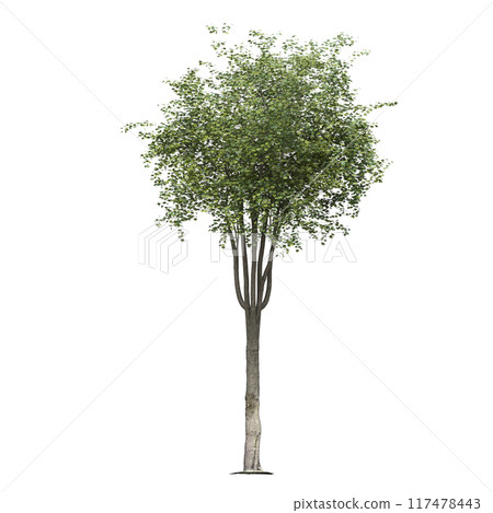 deciduous tree, isolate on a transparent background, 3d illustration deciduous tree, isolate on a transparent background, 3d illustration 117478443