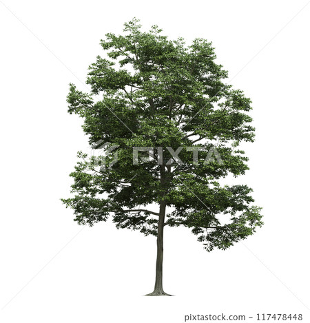 deciduous tree, isolate on a transparent background, 3d illustration 117478448