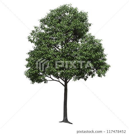 deciduous tree, isolate on a transparent background, 3d illustration 117478452