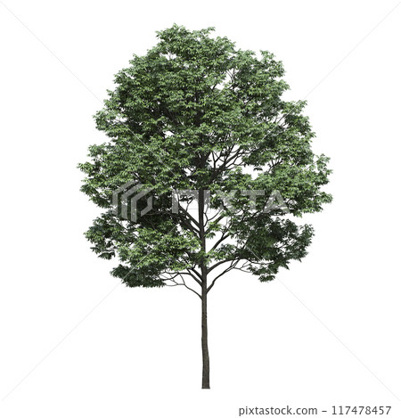 deciduous tree, isolate on a transparent background, 3d illustration deciduous tree, isolate on a transparent background, 3d illustration 117478457