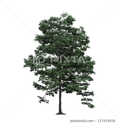 deciduous tree, isolate on a transparent background, 3d illustration 117478458