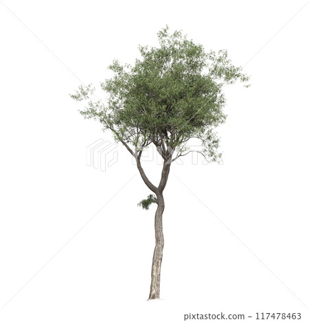 deciduous tree, isolate on a transparent background, 3d illustration deciduous tree, isolate on a transparent background, 3d illustration 117478463