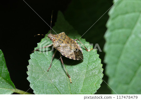 Adult brown stink bugs, which are agricultural pests mainly affecting fruit trees (on a ramie leaf, natural light + strobe, macro close-up) Adult brown stink bugs, which are agricultural pests mainly affecting fruit trees (on a ramie leaf, natural light + strobe, macro close-up) 117478479