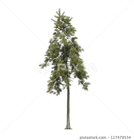 large coniferous tree isolate on a transparent background, 3d illustration 117478534