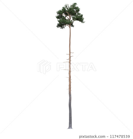 large coniferous tree isolate on a transparent background, 3d illustration large coniferous tree isolate on a transparent background, 3d illustration 117478539