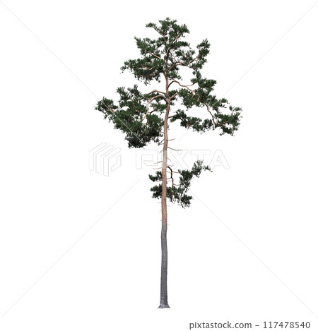 large coniferous tree isolate on a transparent background, 3d illustration large coniferous tree isolate on a transparent background, 3d illustration 117478540