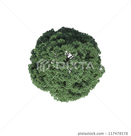tree top view, isolate on a transparent background, 3d illustration 117478578