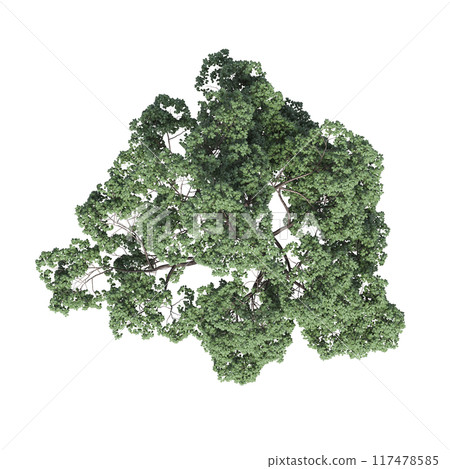 tree top view, isolate on a transparent background, 3d illustration 117478585