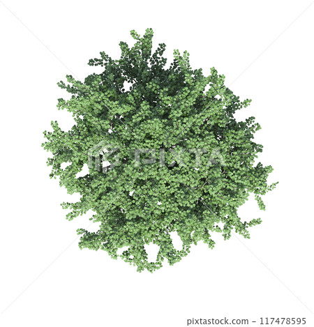 tree top view, isolate on a transparent background, 3d illustration 117478595