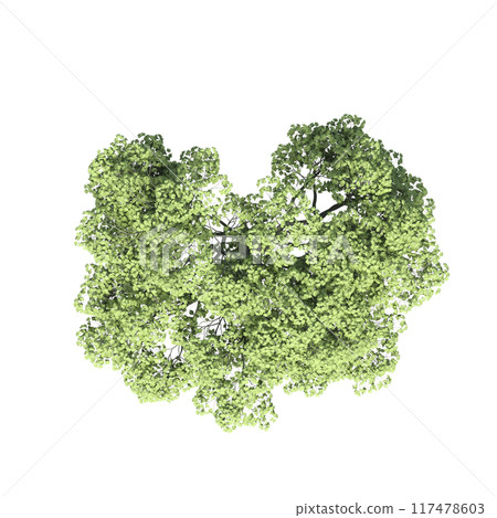 tree top view, isolate on a transparent background, 3d illustration 117478603