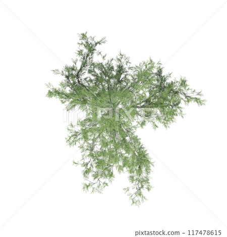 tree top view, isolate on a transparent background, 3d illustration 117478615