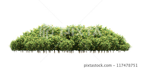 group of trees isolated on a transparent background, big trees in the forest, 3D illustration, cg render 117478751
