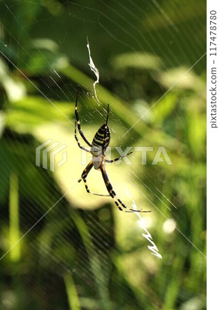  spider 117478780