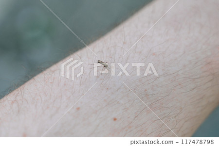 macro photo Mosquito, carrier of dengue fever, Zika virus 117478798
