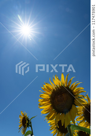 Midsummer sun and sunflowers in full bloom with copy space Midsummer sun and sunflowers in full bloom with copy space 117478901