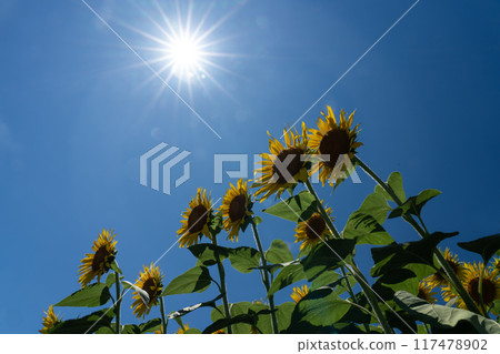 仲夏的陽光、盛開的向日葵和複製空間 仲夏的陽光、盛開的向日葵和複製空間 117478902