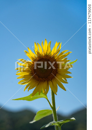 Sunflowers in transmitted light and blue sky copy space 117479008