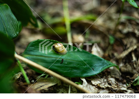 Monoaragai, Washing Shell, Snail, Hokkaido, Teuri Island, Jay 117479068