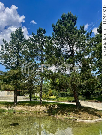 Pine trees in a park on a background of blue sky. 117479215
