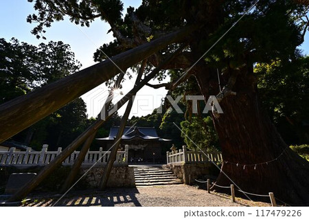 Eight cedar trees at Tamawakasu-no-Mikoto Shrine Eight cedar trees at Tamawakasu-no-Mikoto Shrine 117479226