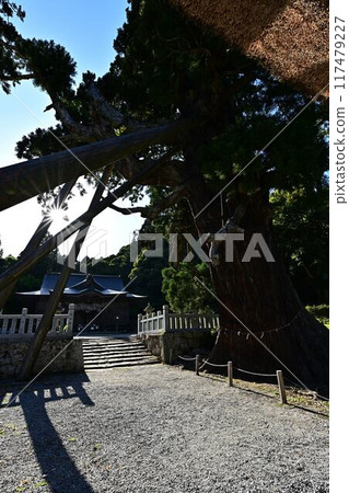 Eight cedar trees at Tamawakasu-no-Mikoto Shrine 117479227